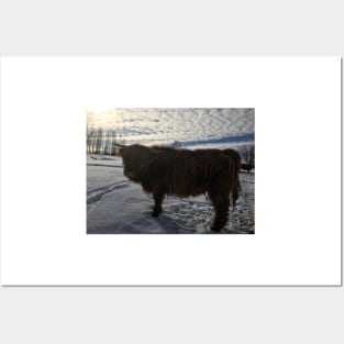 Scottish Highland Cattle Calf 1943 Posters and Art